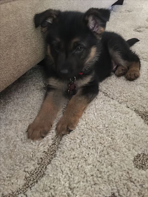 Puppy German Shepard, Cute German Shepherd Puppies, Puppies Cute, German Shepherd Puppy, Old Dog, Super Cute Puppies, German Shepards, Cute Animals Puppies, Very Cute Dogs