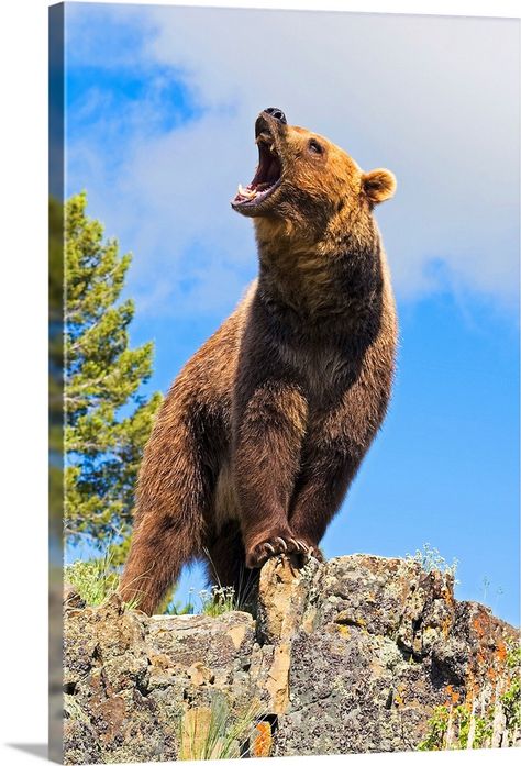 Grizzly bear cub