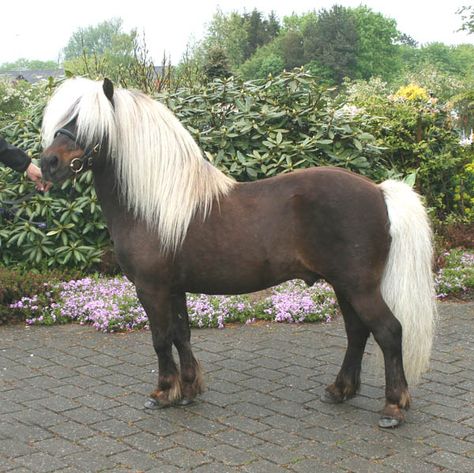 Very rare silver dapple Shetland, Silbersee's Luxus Horses Colors, Mini Shetland, Shetland Ponies, Miniature Ponies, Mini Horses, Rare Horses, Tiny Horses, Miniature Horses, Mini Pony