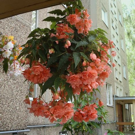 8 Best Outdoor Hanging Plants for Your Patio | Family Handyman Fuchsia Plant, Hanging Plants Outdoor, Prairie Garden, Hanging Flower Baskets, Plants For Hanging Baskets, Starter Plants, Annual Flowers, Container Gardens, Hanging Flowers