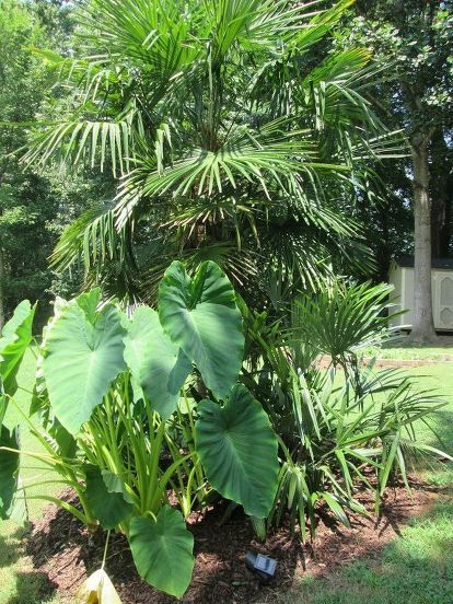 These are called Canna Paradise   Cannas at its finest   Elephant ears,Fan palm tree.The Mammouth elephant ears have reached the height of 9 feet and still growing.   Elephant ears, Fan palm tree, Needle palm and Canna Paradise all cold hardy and will come back every season in zone 8.   Here is the 2017 update Mammoth Elephant Ears Plants, Elephant Ear Bulbs, Plant Bulbs, Elephant Ear Plant, Bloom Where Youre Planted, Dream Yard, Tropical Gardens, Ear Care, Easy Care Plants