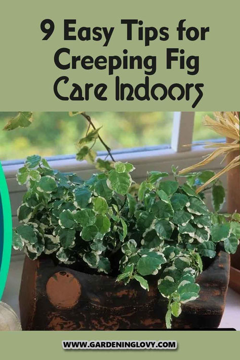 Are you looking for a vine or a climber plant to keep in your living room? Consider creeping fig as your friend in this journey. These luxuriant vines can create a beautiful vibe in a house. They are frequently grown indoors. Learn how to grow and care for this plants following these 9 easy tips for creeping fig indoors. Creeping Fig Plant, Fig Plant Indoor, Climber Plants, Creeping Fig, Fig Plant, Creeping Jenny, Growing Plants Indoors, Fig Leaves, Growing Indoors