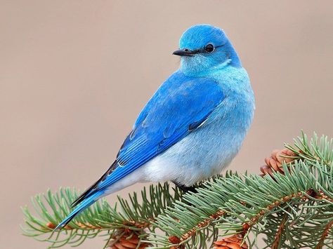 Blue Sparrow Beautiful Bird Wallpaper, Birds Wallpaper Hd, Blue Sparrow, Birds Pictures, Mountain Bluebird, Bird Barn, Flying Birds, Animals Pictures, Adorable Wallpapers