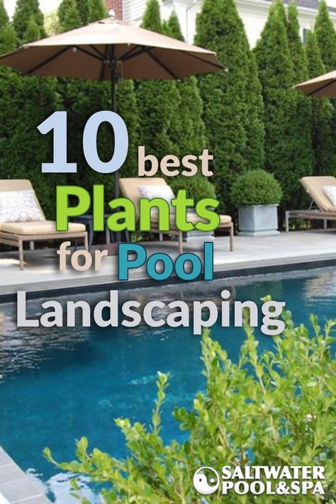 Plants Pool Area, Backyard Inground Pool Landscaping, Backyard Pool Privacy Ideas, Hostas Around Pool, Ornamental Grasses Around Pool, Landscaping Around Inground Pool Ideas, In Ground Pool Landscaping Ideas, Low Maintenance Landscaping Around Pool, Plants Next To Pool