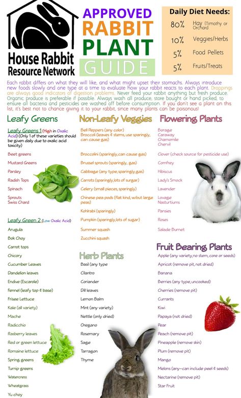 What do Rabbits Eat | Rabbit Diets | House Rabbit Resource Network What Rabbits Can Eat, Safe Foods For Rabbits, Rabbit Diet Chart, Homemade Rabbit Food, Rabbit Care Tips, Rabbit Pet Care, How To Care For Bunnies, What Do Bunnies Eat, Rabbit Care For Beginners