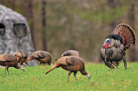 Aggressive Turkey Calling Tactics for 6 Hunting Scenarios Turkey Pics, Bow Hunting Deer, Deer Hunting Tips, Quail Hunting, Turkey Calling, Types Of Hunting, Best Turkey, Hunting Tips, Bird Hunting