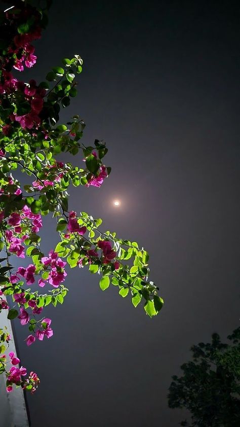 Night Jasmine Flower Aesthetic, Moon Light Photography, Night Moon Photography, Night View Aesthetic, Mirror Dpz, Jawan Movie, Tree With Pink Flowers, Trending Flowers, Full Moon Photography