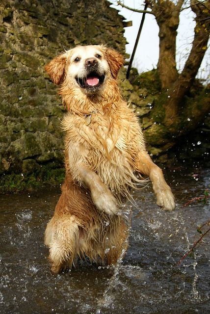 Golden Retriever Water, Golden Retriever Jumping, Puppy Photos, Best Image, Dogs Golden Retriever, Retriever Dog, Golden Dog, Happy Dogs, Beautiful Dogs