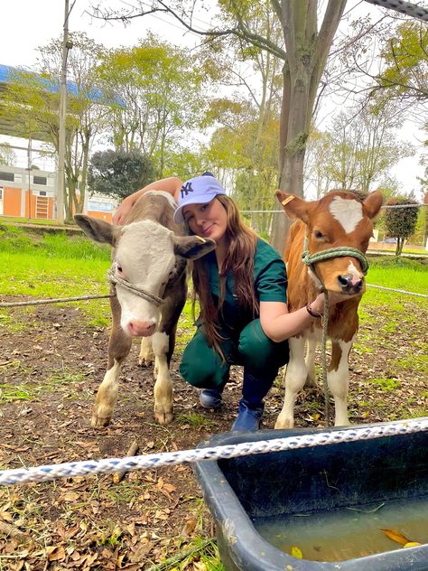 Vet School Motivation, Volunteering With Animals, Equine Veterinary, Large Animal Vet, Vet Medicine, My Future Job, Vet School, Show Cattle, Vet Student