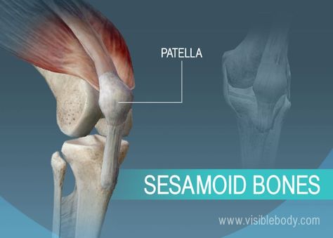 A sesamoid bone of the body, the patella Bones Human, Human Body Muscles, Cancellous Bone, Sesamoid Bone, Axial Skeleton, The Human Skeleton, Doctor Quotes Medical, Human Skeleton Anatomy, Types Of Bones