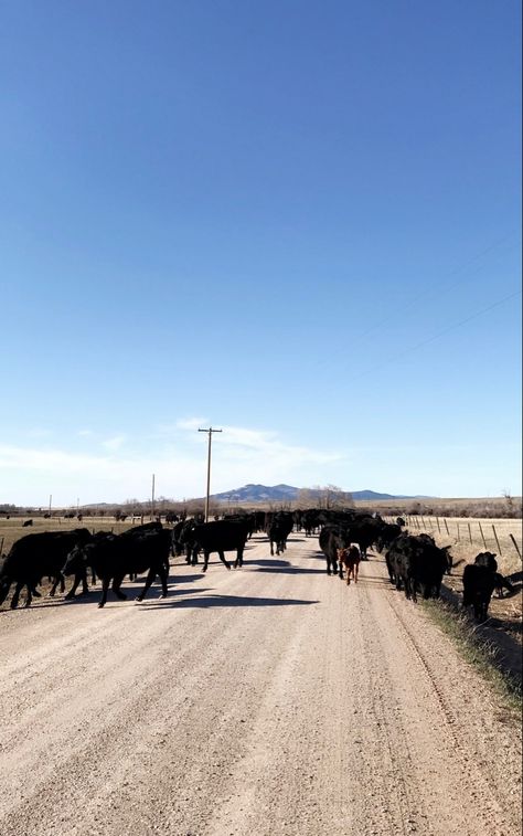 Lewistown, Montana Lewistown Montana, Livingston Montana, Montana Travel, Historical Museum, Reading Pa, Traffic Jam, Livingston, Travel Inspo, Montana