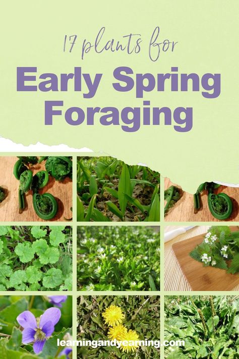 Plants for early spring foraging! Foraging Aesthetic, Spring Foraging, Foraging Guide, Medicinal Weeds, Natural Crafts, Wild Foraging, Wild Food Foraging, Foraging Recipes, Edible Wild Plants