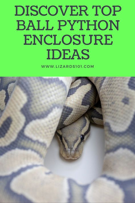 Diy Ball Python Enclosure, Ball Python Enclosure Ideas Diy, Snake Tank Setup Ball Python, Ball Python Enrichment, Snake Terrarium Ideas Ball Python, Snake Enclosure Ideas Diy, Ball Python Terrarium Ideas, Snake Terrarium Ideas, Diy Snake Enclosure