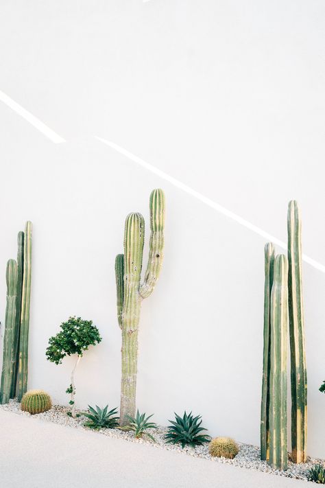 Cactus Garden Landscaping, Dry Garden, House Landscape, Home Landscaping, Cactus Garden, Cactus And Succulents, Front Yard Landscaping, Front Garden, Palm Springs