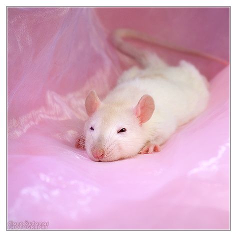 White Rat, Rats, Tumblr, Pink, White