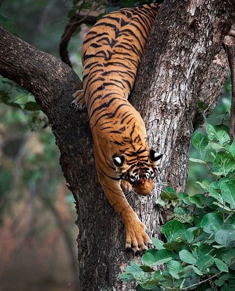 Tiger Lovers Club on Instagram: “A rather rare but the spectacular sight of a tiger climbing down a tree in the Ranthambore National Park 🐯😍⠀ Photo by 📷…” Tiger Climbing, Tiger Photography, Animal Photography Wildlife, Wild Animals Photography, Tiger Pictures, Wild Tiger, Cat Pose, Rare Animals, Pet Rats