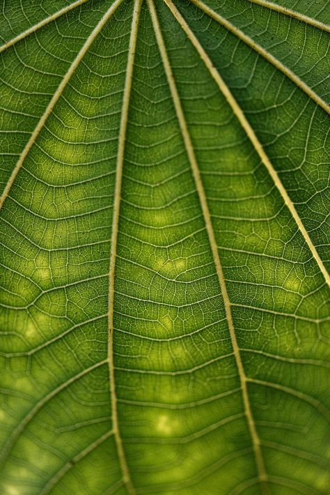 Line art pattern on dark green dwarf white leaf texture macro photography | premium image by rawpixel.com / Kut Tree Leaves Photography, Leaves Photography, Leaf Photography, Leaf Texture, Leaves Pattern, White Leaf, Tree Leaves, Abstract Photography, Aesthetic Backgrounds