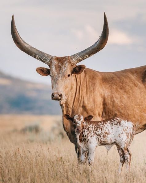 Cow Character, Cattle Photography, Cows And Horses, Cows And Calves, Western Room, Long Horns, Cow And Calf, Longhorn Cattle, Longhorn Cow