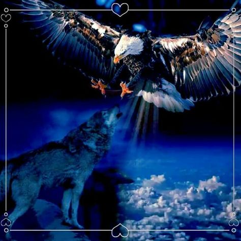 . Female Grim Reaper, Native American Spirit Animals, Bald Eagle Tattoos, Lone Wolf Quotes, Native American Wolf, Eagle Images, Eagle Wallpaper, Wolf Painting, Eagle Pictures