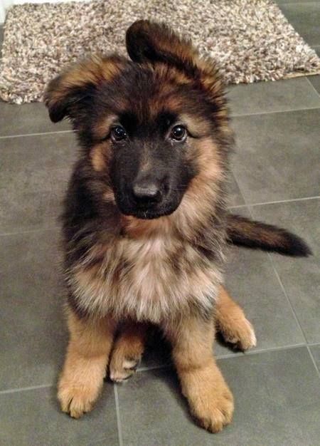 Here are 10 gifts that’ll have GSD lovers howling in celebration! German Shepherd Puppies, Top 10 Dog Breeds, Psy I Szczenięta, Food Advertising, Cute Dogs And Puppies, Shepherd Puppies, Newfoundland, Siberian Husky, Great Dane