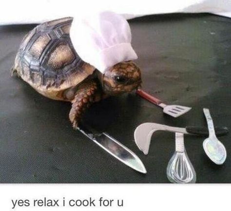 Tiny Turtle Chef. In case you're having a bad day. @Ashleigh {bee in our bonnet} {bee in our bonnet} johnson Tortoise, Chef, Funny