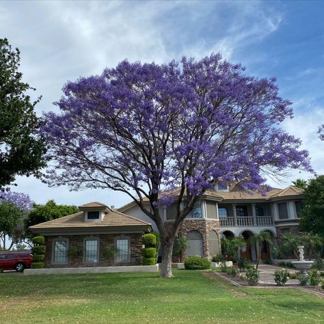 Jacaranda trees are one of the most beautiful flowering trees in the western United States. They have many qualities that set them apart and have made them a favorite amongst homeowners, business owners, and landscape designers alike. Purple Flowering Tree, Fast Growing Evergreens, Jacaranda Tree, Tropical Garden Design, Purple Tree, Arizona Landscape, Blooming Trees, Purple Trees, Shade Trees