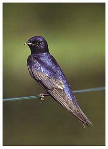 Martin Bird, Purple Martin, Bee Eater, Early Bird, Song Bird, Flora And Fauna, Bird Species, Bird Watching, Stained Glass