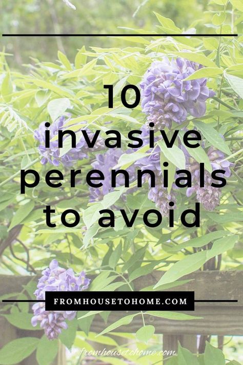 Invasive Plants: 10 Beautiful But Invasive Perennials You Do Not Want In Your Garden | Gardening Odd Plants, Japanese Inspired Garden, Bamboo Species, Wisteria Plant, Autumn Clematis, Landscaping Backyard, Garden Nook, Perennial Grasses, Full Sun Perennials