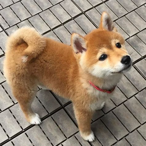 Shiba Inu, Dogs, White