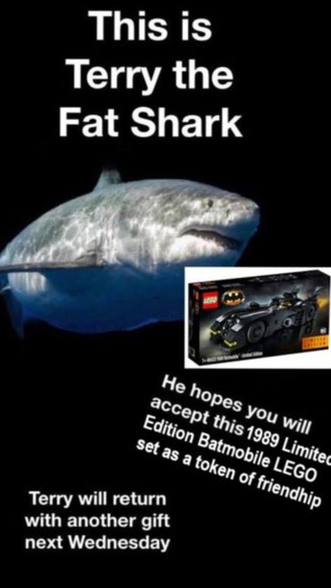 I hope y'all love Terry The Fat Shark as much as I do, and I'll be posting him almost every week (if I remember) Marine Biology Memes, Terry The Fat Shark, Shark Facts, Shark Pictures, Shark Bait, Shark Gifts, Sharks Funny, Cute Shark, Funny Animal Jokes