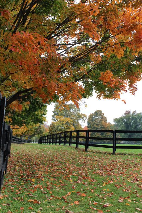 Fall beauty. Millbrook, NY Millbrook Ny, Fall Beauty, Autumn Beauty, New York State, Fun Things, Travel Usa, Four Seasons, Real Estate, Outdoor Furniture