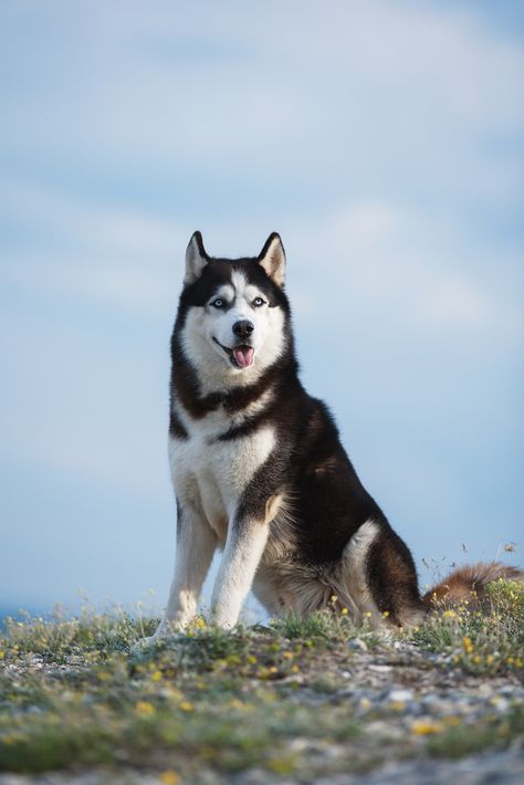 Pretty Husky, Husky Puppy Training, Haski Dog, Nice Dogs, Husky With Blue Eyes, Husky Faces, White Siberian Husky, Smiling Animals, Wolf Husky