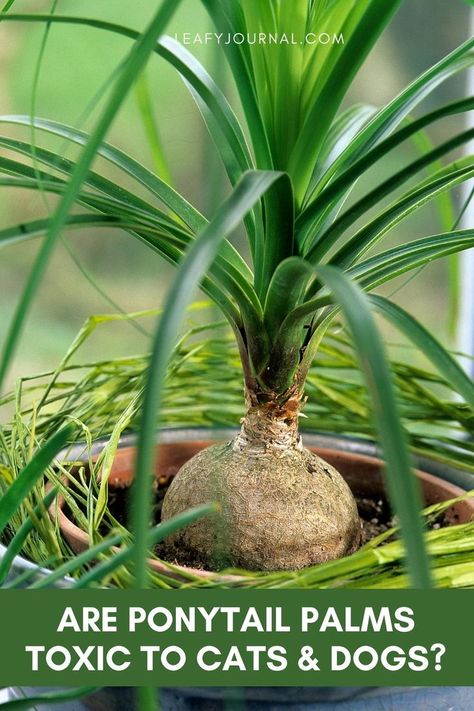 Are Ponytail Palms Toxic To Cats & Dogs Plants Toxic To Dogs, Ponytail Plant, Toxic To Cats, Toxic To Dogs, Ponytail Palm, Health Guide, Plant Health, Pet Safe, Cat Pin