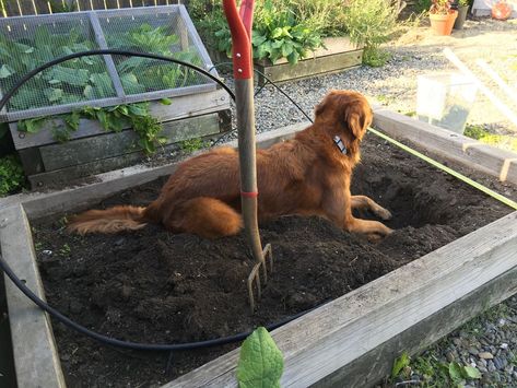 3 steps to save your yard from your digging-monster dog — Cannon Dog Training Dog Digging, Digging Dogs, Creative Valentines, Diy Valentines Crafts, Diy Dog, Diy Dog Stuff, Make It Work, Valentines Diy, Save Yourself