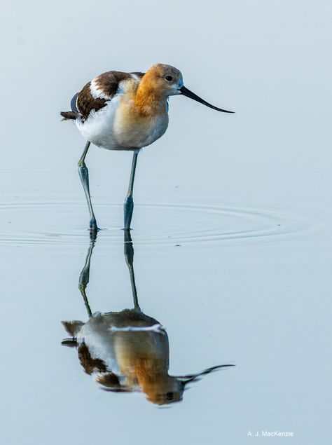 american avocet reflection #2 Shorebirds, Birds, Animals, Art