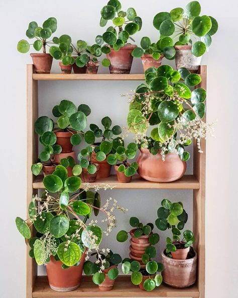 Tattoo Plant, نباتات منزلية, Chinese Money Plant, Plant Decor Indoor, Royal Caribbean Cruise, Plant Aesthetic, House Plants Decor, Easy Plants, Room With Plants