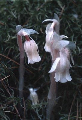 Monotropa Uniflora, Ghost Plant, White Plants, Field Notes, Photosynthesis, The Ghost, Ecology, Ghost, Tumblr