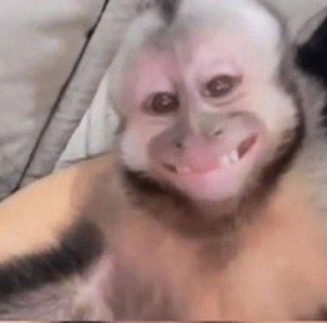 Monkey Smile, Monkey Smiling, Funny Monkey Pictures, Cute Monkey Pictures, Monkey Icon, Monkey Pictures, Funny Expressions, Lol Memes, Funny Animal Photos