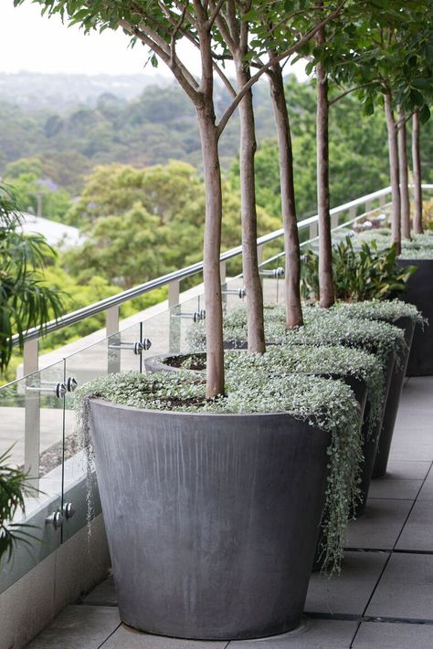 I need this for my olive tree planter. Silver falls dichondra Tree Planters, Potted Plants Outdoor, Potted Trees, Rooftop Garden, Large Planters, Garden Care, Roof Garden, Gardening Supplies, Garden Trees