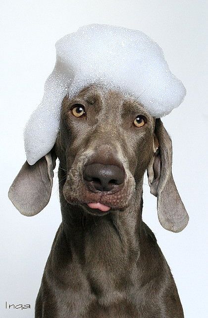 Dog Grooming Photoshoot, Dogs As People, Pet Advertising, Animal Photoshoot, Dog Grooming Shop, Dog Spa, Dog Grooming Salons, Weimaraner Dogs, Funny Dog Photos