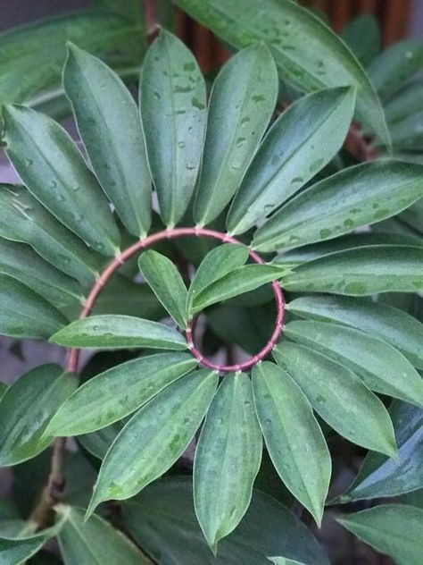 Spiral - Plant Therapy Tropical Leaves Photography, Fibonacci In Nature, Spiral Plant, Spirals In Nature, Spiral Tree, Rainforest Plants, Geometry In Nature, Pottery Wall, Leaf Photography