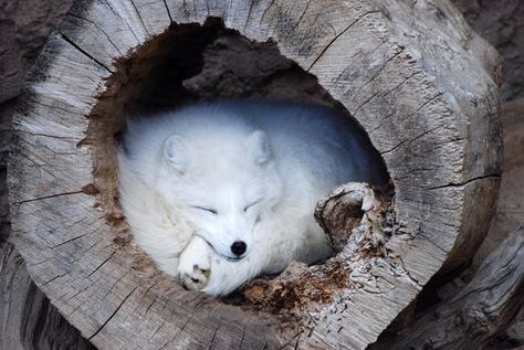 Volpe Artica, Denver Zoo, Art Fox, Arctic Fox, Pretty Animals, Wild Dogs, Arte Animal, Woodland Creatures, Cute Animal Pictures