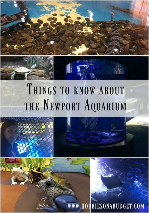 Heading to the Newport Aquarium in Newport Kentucky?  Check out these things to know before you visit. Newport Aquarium Kentucky, Newport Kentucky, Newport Aquarium, Kentucky Vacation, Kentucky Travel, Southern Travel, Summer Field, Outdoor Vacation, Us Road Trip