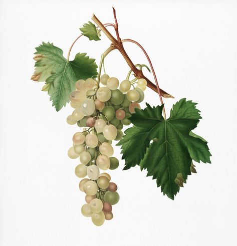 Muscat grape (Vitis vinifera Moscata) from Pomona Italiana (1817 - 1839) by Giorgio Gallesio (1772-1839). | premium image by rawpixel.com Vine Fruit, Classic Art Prints, Free Illustration Images, Black Grapes, Muscat, Rock Design, New York Public Library, Vintage Botanical, Laura Lee