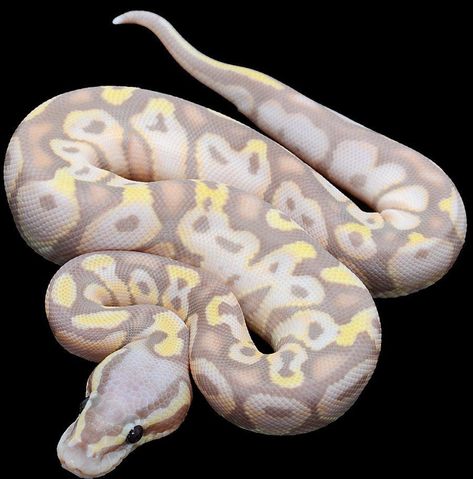 Banana Pastel Ball Python for sale online baby banana ball pythons for sale near me Pastel Ball Python, Baby Ball Python, Danger Noodle, Pretty Snakes, Ball Python Morphs, Ball Pythons, Albino Animals, Baby Ball, Cute Reptiles