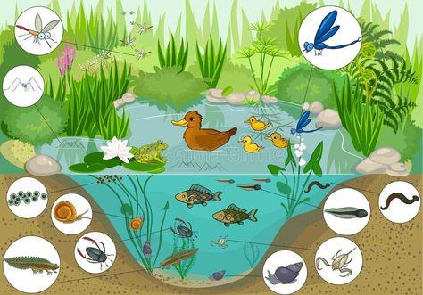 At the pond. Ecosystem of pond with inhabitants , #Sponsored, #pond, #Ecosystem, #inhabitants #ad Pond Life Theme, Pond Crafts, Pond Drawing, Vetenskapliga Experiment, Animal Pictures For Kids, Habitats Projects, Summer Preschool Activities, Diy Science Experiments, Sculpture Lessons