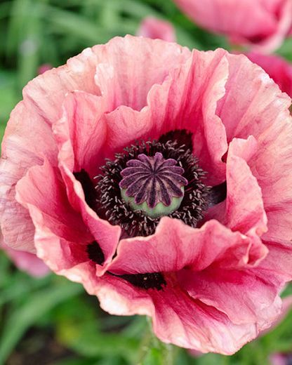 Exotic Flowers, Papaver Orientale, Poppy Seed Dressing, Hummingbird Garden, Pink Poppies, Plant Combinations, Purple Eyes, Dried Flower Arrangements, Perennial Plants