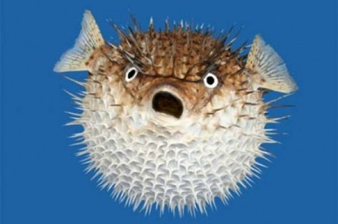 Pufferfish face Feeling Uncomfortable, Creature Marine, Bawah Air, Salt Water Fishing, Deep Sea Creatures, Puffer Fish, Ocean Creatures, Sea Animals, Deep Sea