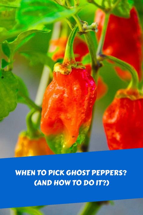 Explore the art of ghost pepper harvesting to achieve optimal results! Uncover the perfect timing and method for picking these fiery peppers, including key insights on identifying their ideal ripeness and color. Additionally, learn valuable techniques for preserving and safely handling these potent peppers throughout the process. Master the craft of harvesting ghost peppers with expert guidance. Ghost Pepper, Ghost Peppers, Pepper Plants, Garden Veggies, Bountiful Harvest, Dehydrator Recipes, Peppers Recipes, Stir Fries, Perfect Timing