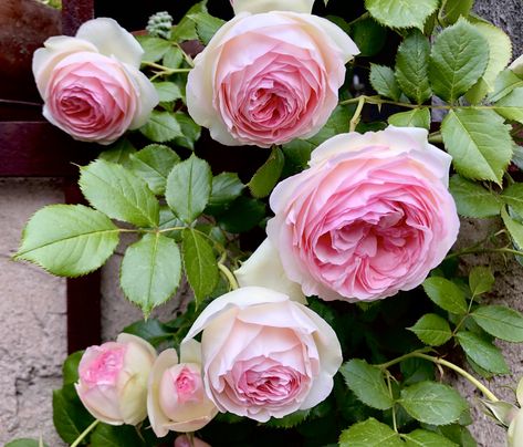 Bliss Parfuma Rose, Pink Rose Garden, Eden Rose, Home Backyard, Climbing Rose, Rose Arrangements, Decor Flowers, David Austin Roses, Home Garden Decor